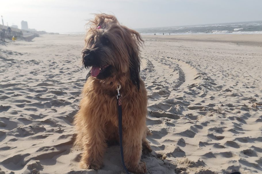 Hundeurlaub Urlaub mit Hund