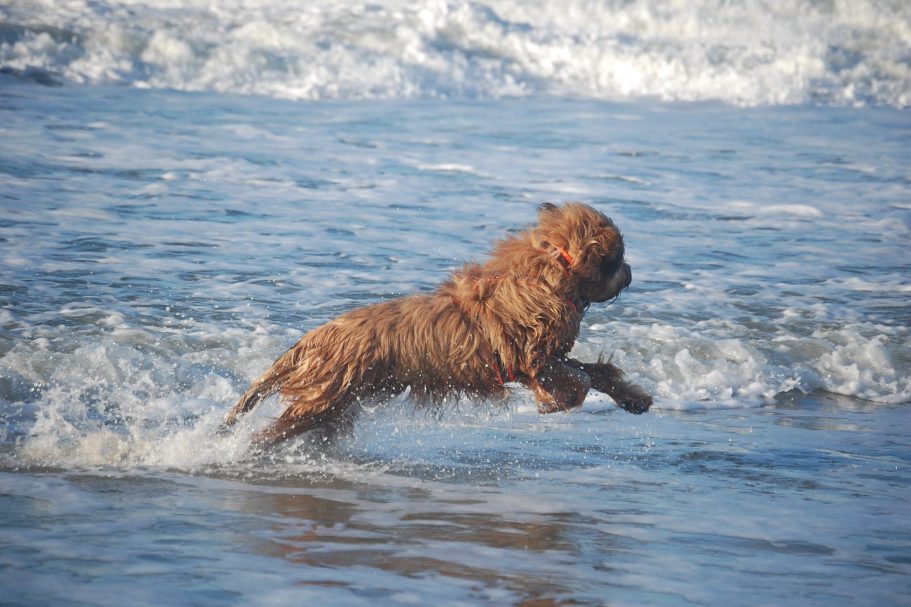 Hundeurlaub Urlaub mit Hund
