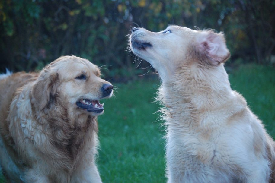 Einzeltrainig und Hausbesuch Einzeltraining, Hausbesuch