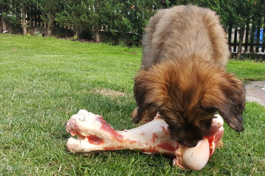 Kleine Rassen in Göttingen Training kleine Rassen
